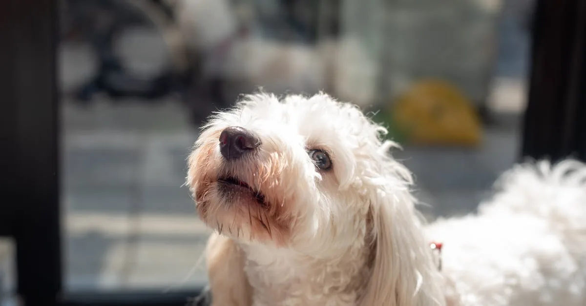 découvrez les inconvénients du shih tzu pour mieux comprendre ses besoins et savoir si cette race est faite pour vous.
