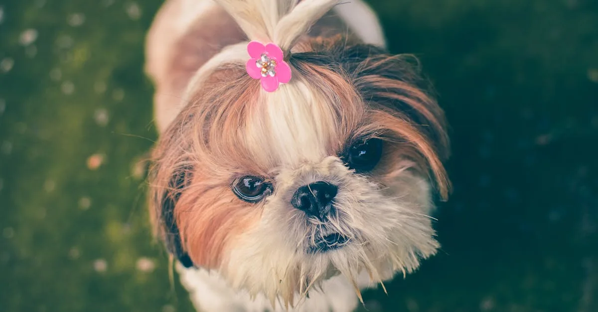 découvrez les inconvénients du shih tzu, un chien adorable mais exigeant, et informez-vous sur ses besoins spécifiques avant de l'adopter.