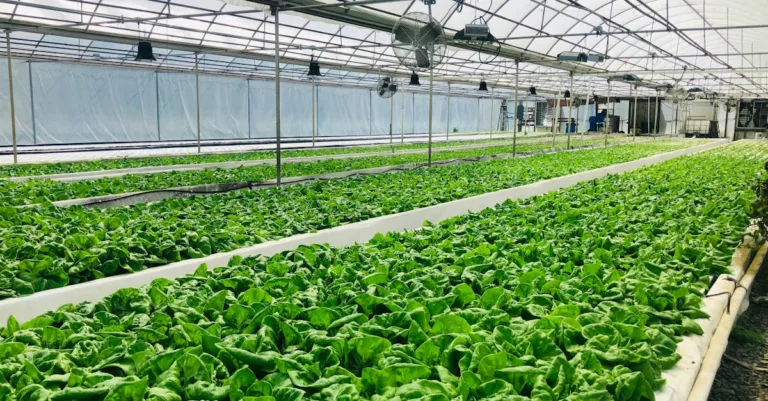 découvrez l'aquaponie, une méthode durable combinant l'aquaculture et la culture hydroponique pour produire des aliments de manière écologique et efficace.