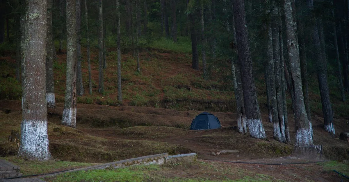 découvrez le camping en forêt : une expérience immersive au cœur de la nature pour se détendre, explorer et profiter du grand air.