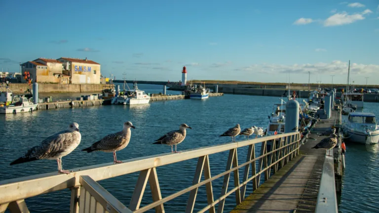 Découvrir l'île d'Oléron à vélo : explorer la nature, les villages et les plages en toute liberté