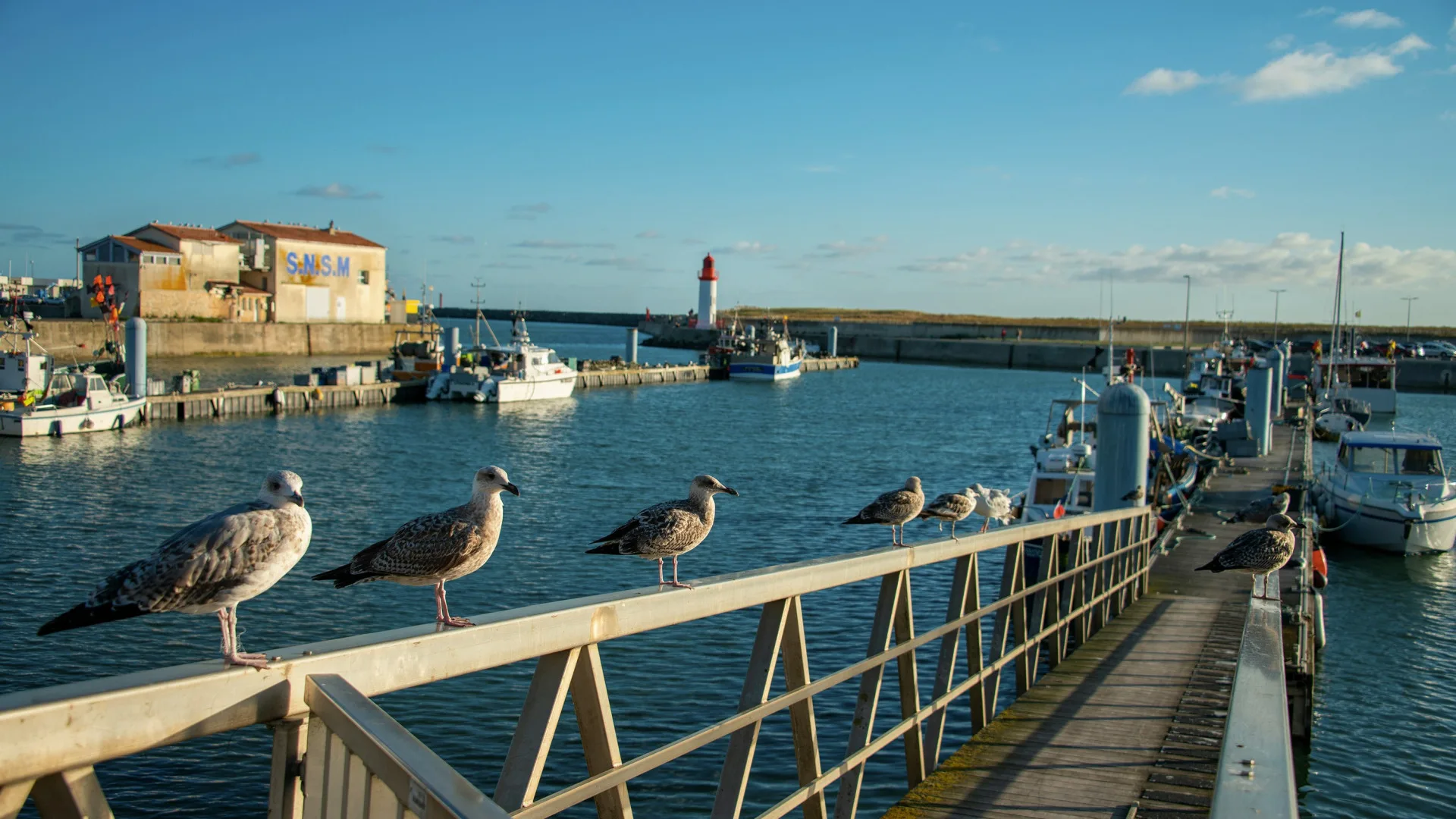 Découvrir l'île d'Oléron à vélo : explorer la nature, les villages et les plages en toute liberté
