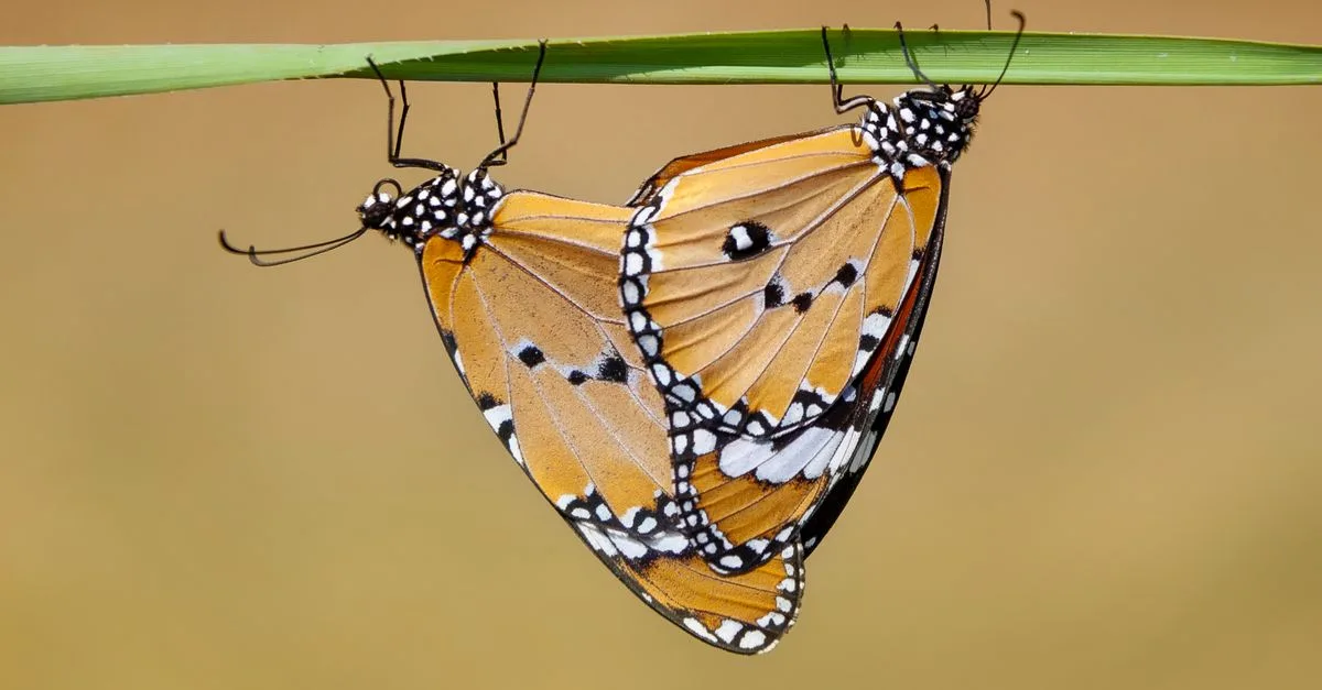 découvrez le concept de coexistence, son importance dans les relations humaines et la manière de vivre ensemble en harmonie malgré les différences.