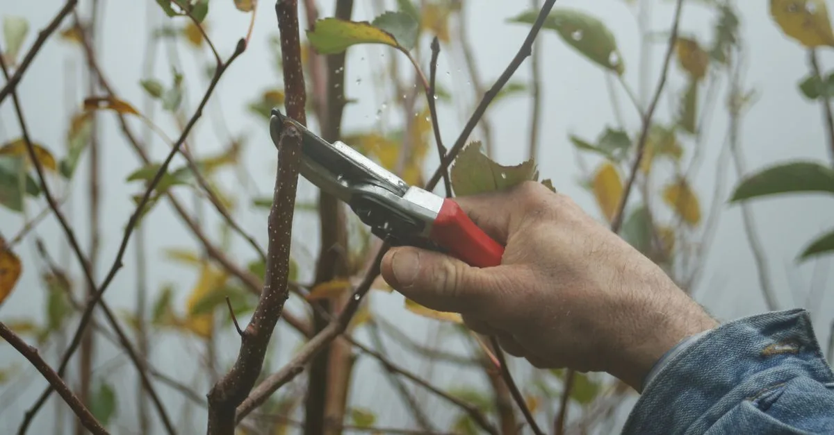 découvrez les meilleures techniques de taille pour vos arbres et arbustes afin de favoriser leur croissance, améliorer leur santé et embellir votre jardin.
